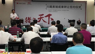 【四川新闻网】历时14年培育 &ldquo;川藏黑猪&rdquo;成果转让签约