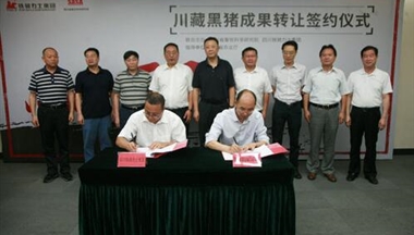 【今日头条】&ldquo;川藏黑猪&rdquo;科技成果成功转让 川猪振兴支